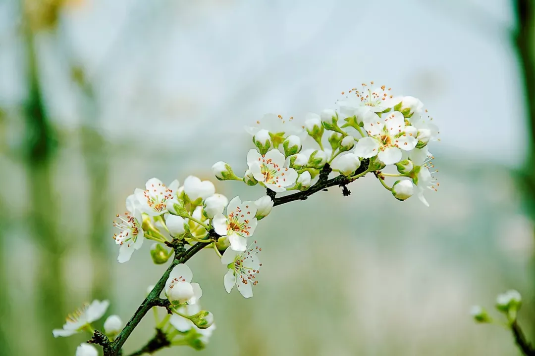 15种开在春天的花 春天有哪些花