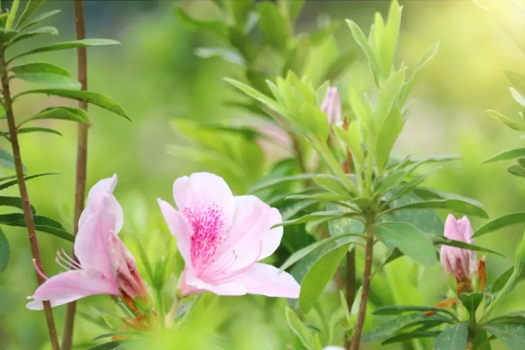 15种开在春天的花 春天有哪些花