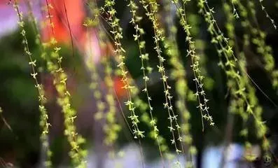 15种开在春天的花 春天有哪些花