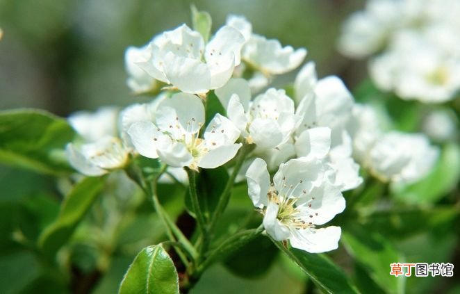 15种开在春天的花 春天有哪些花