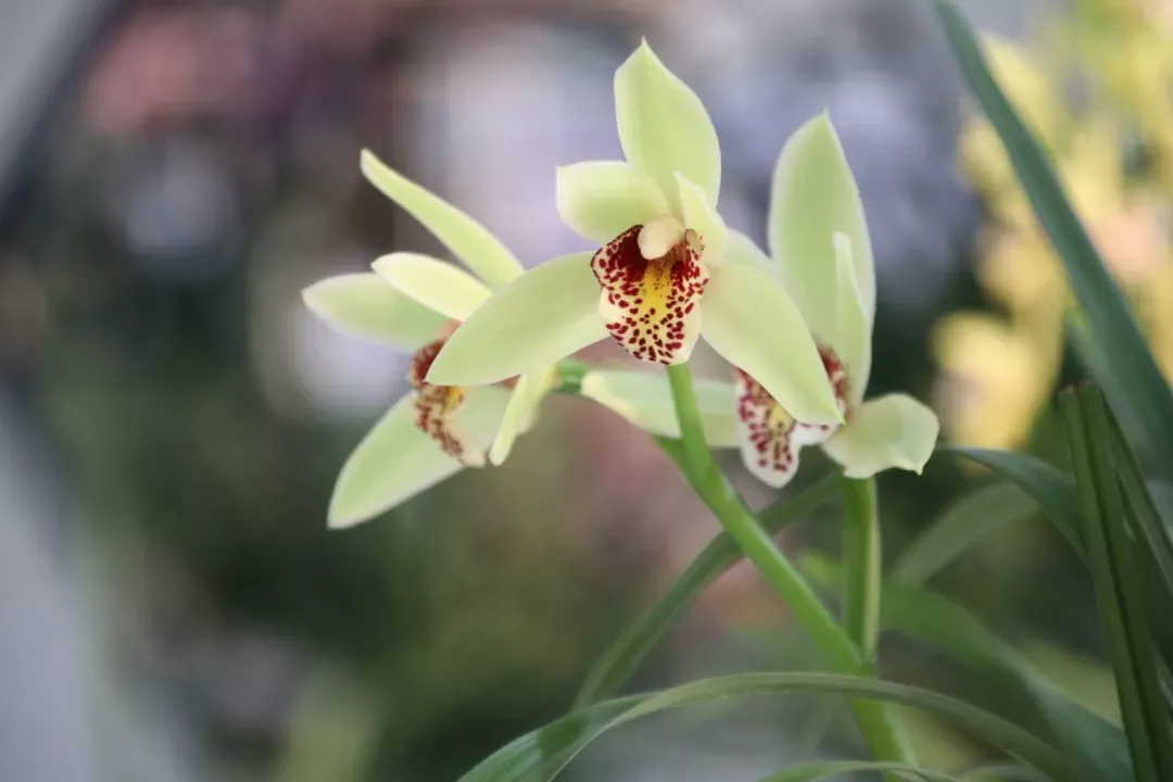 15种开在春天的花 春天有哪些花