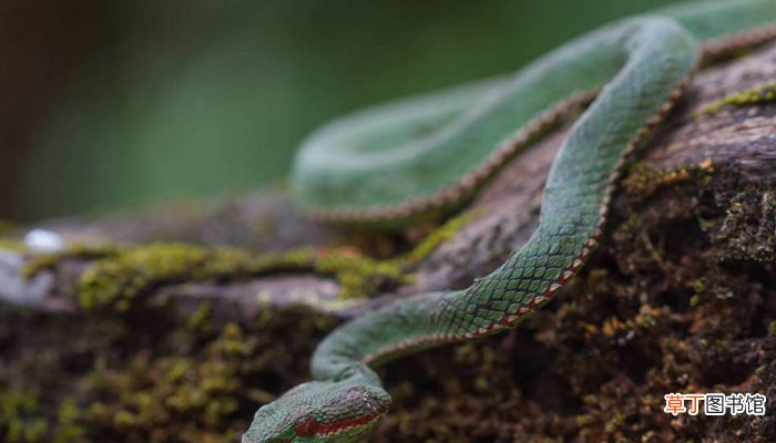 梦到打蛇