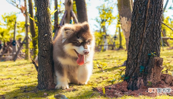 梦见狗拉屎
