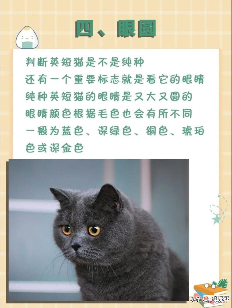 英短怎么辨别是不是串 英短为什么贵