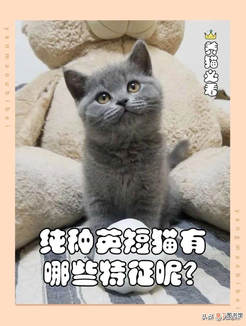 英短怎么辨别是不是串 英短为什么贵