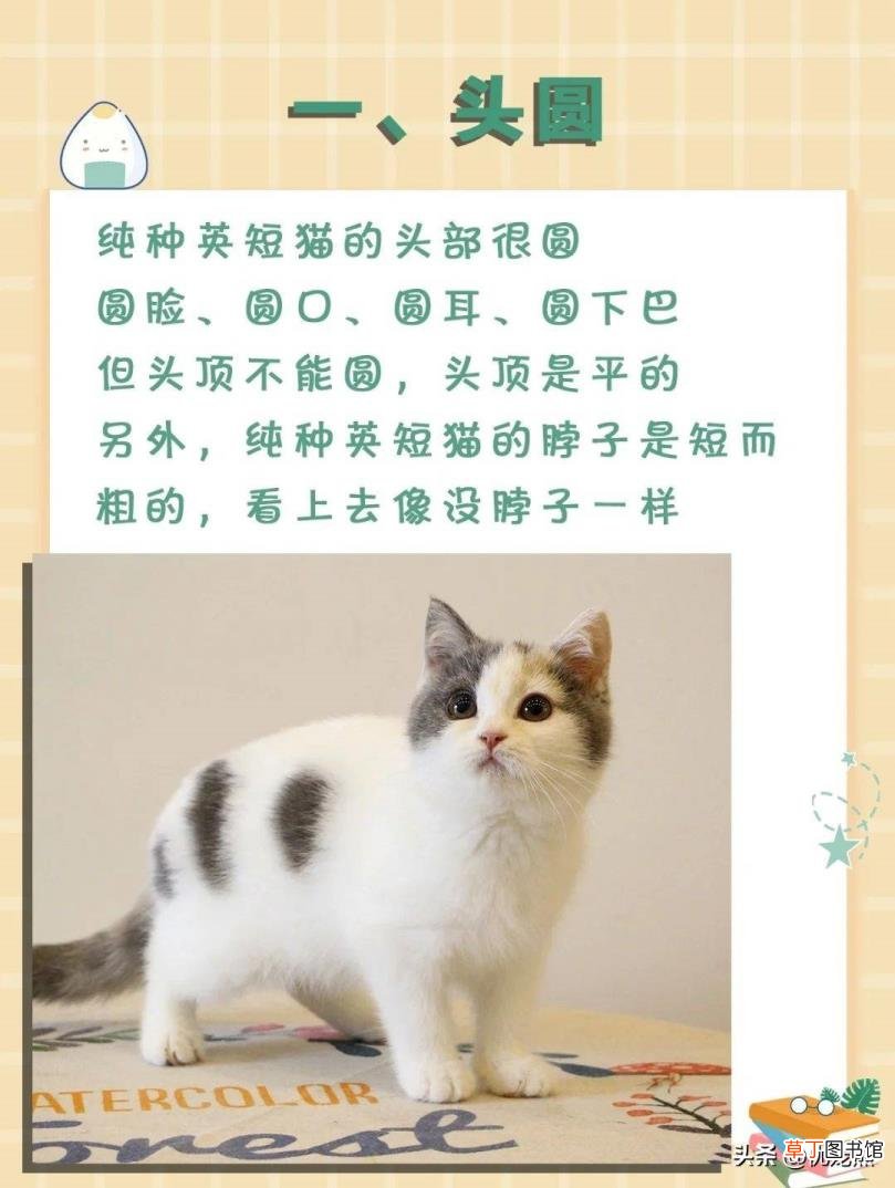 英短怎么辨别是不是串 英短为什么贵