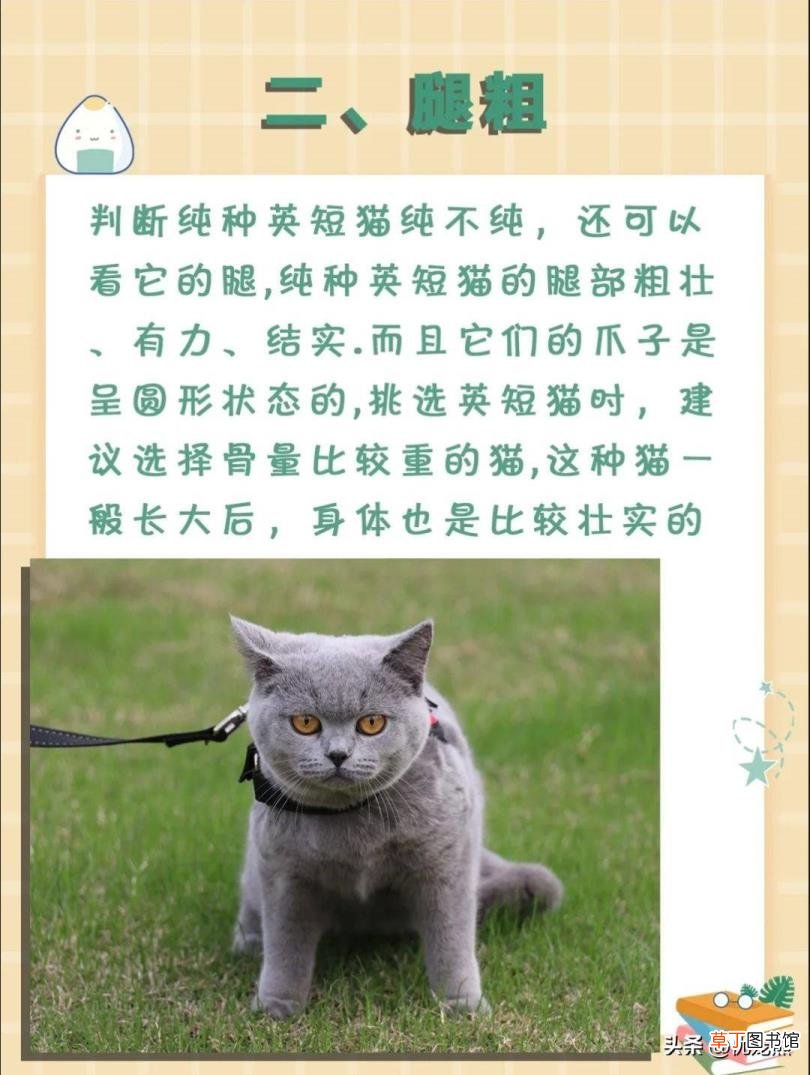 英短怎么辨别是不是串 英短为什么贵