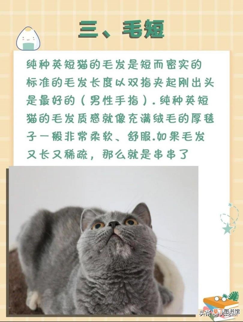 英短怎么辨别是不是串 英短为什么贵