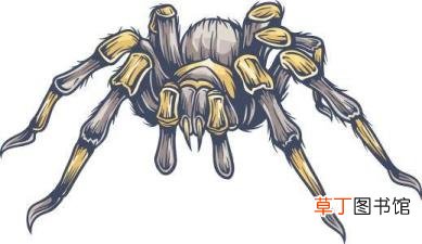 大蜘蛛为什么不能打 为什么害怕蜘蛛