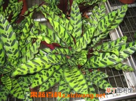 猫眼竹芋的养殖方法和注意事项