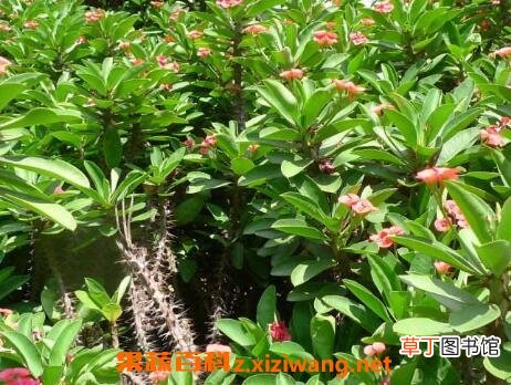 刺梅叶子发黄怎么回事 刺梅叶子发黄的原因