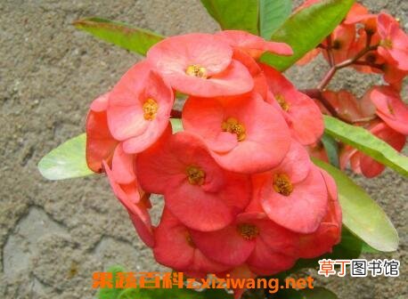 刺梅叶子发黄怎么回事 刺梅叶子发黄的原因