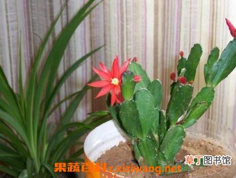 蟹爪兰不开花的原因
