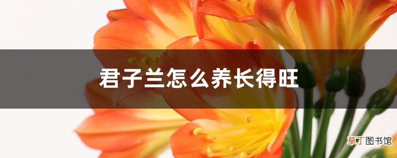 君子兰长得旺，全靠这“一勺油”，叶片挺立如箭，花苞艳！