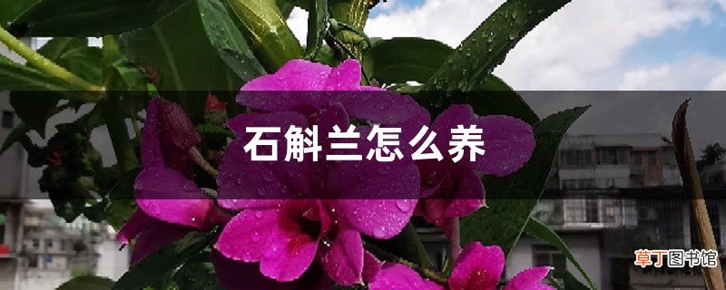 石斛兰怎么养