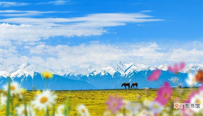 梦见假花