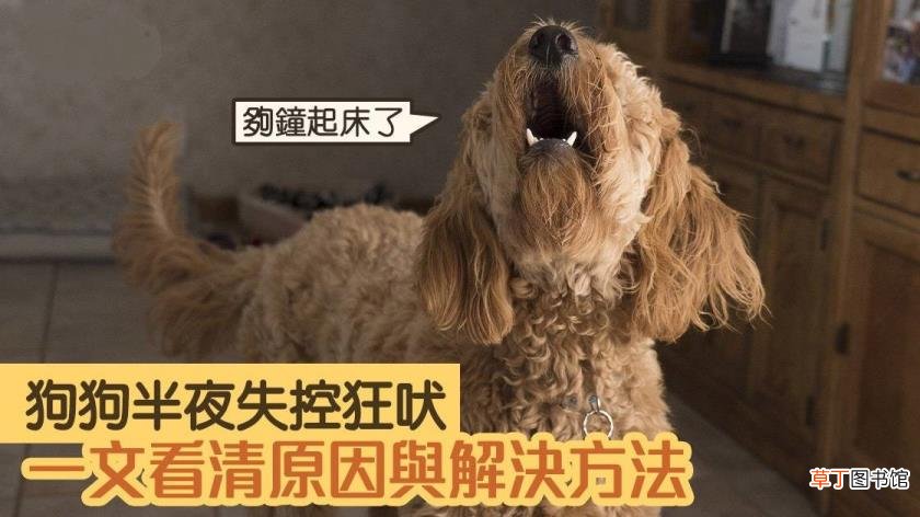 狗为何吼叫 狗为什么爱叫