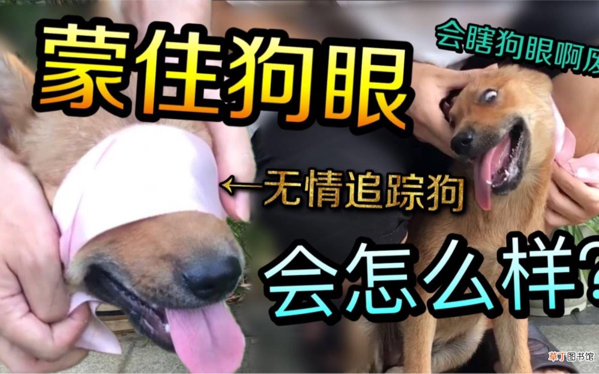 狗为何吼叫 狗为什么爱叫