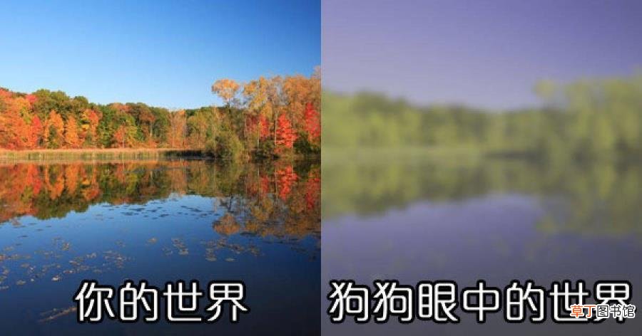 狗为何吼叫 狗为什么爱叫