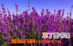 薰衣草的作用和功效有哪些