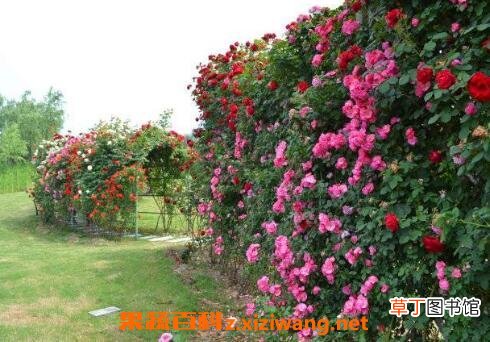爬藤月季花的养殖方法和注意事项