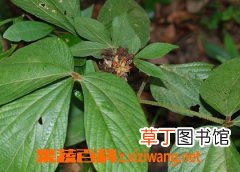 千斤拔种植技术