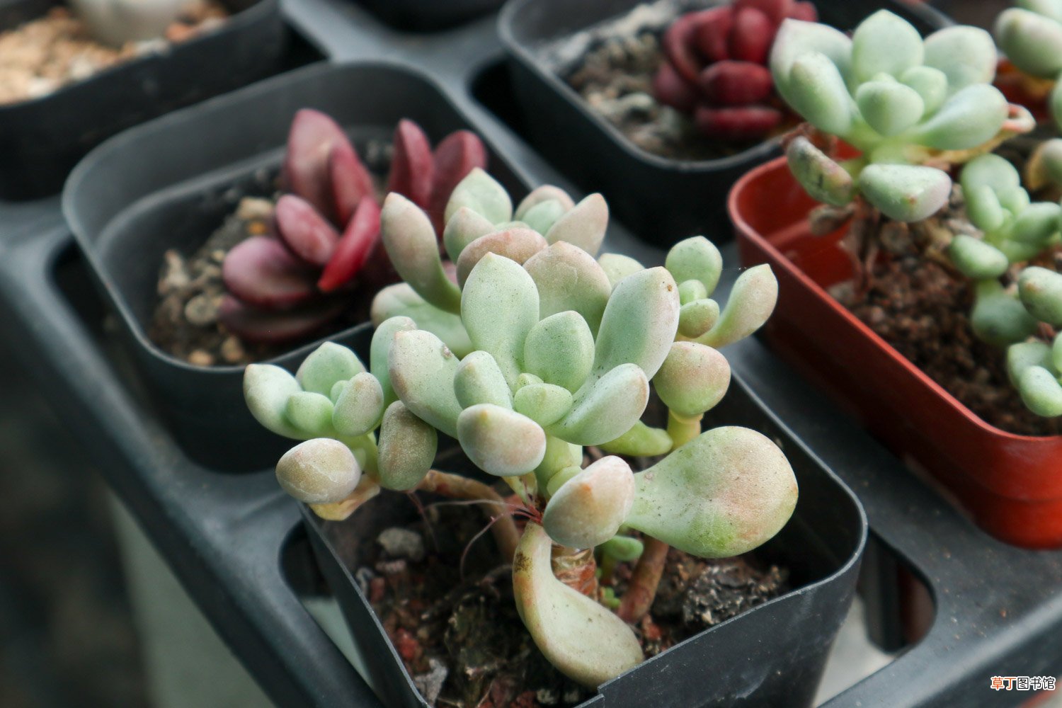 怎么养多肉植物长得快