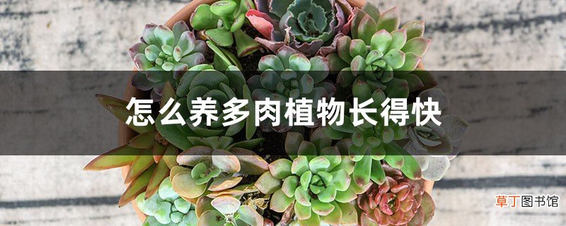 怎么养多肉植物长得快