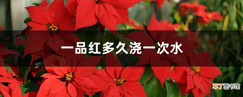 一品红多久浇一次水