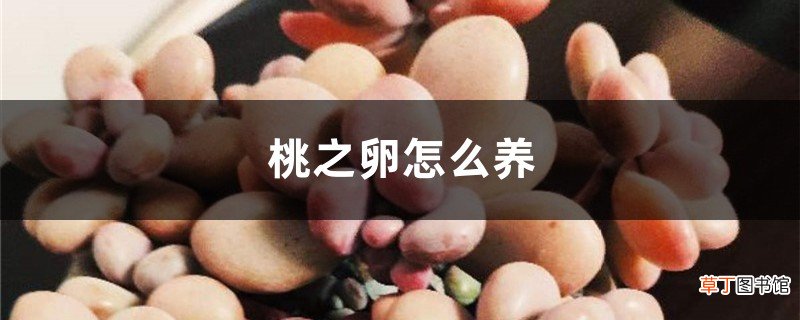 桃之卵怎么养
