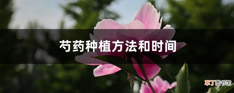芍药种植方法和时间
