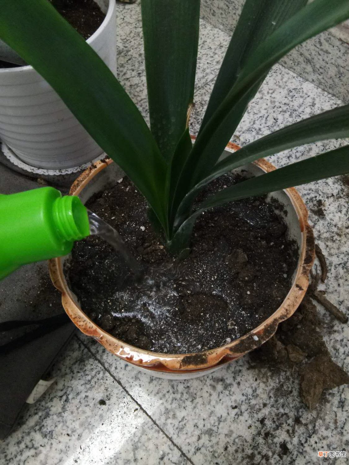 君子兰秋天几月份换土
