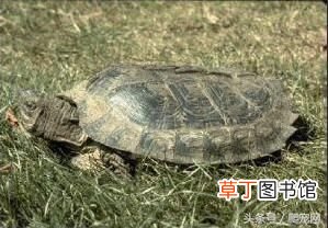 乌龟种类大全 乌龟的种类