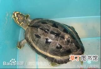 乌龟种类大全 乌龟的种类