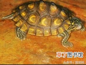 乌龟种类大全 乌龟的种类