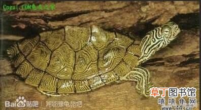 乌龟种类大全 乌龟的种类
