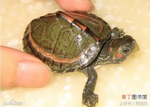 乌龟种类大全 乌龟的种类