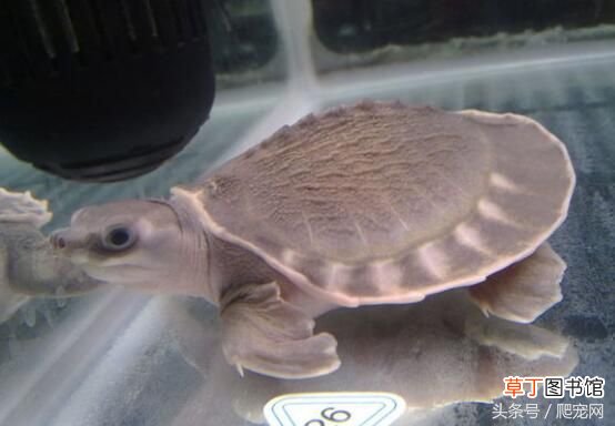 乌龟种类大全 乌龟的种类