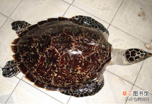 乌龟种类大全 乌龟的种类