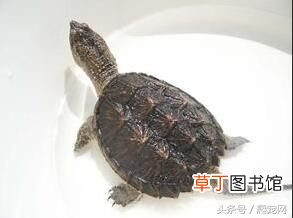 乌龟种类大全 乌龟的种类