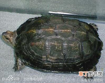 乌龟种类大全 乌龟的种类