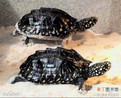 乌龟种类大全 乌龟的种类