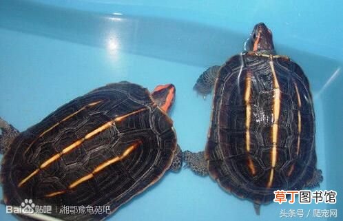 乌龟种类大全 乌龟的种类