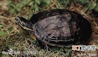 乌龟种类大全 乌龟的种类