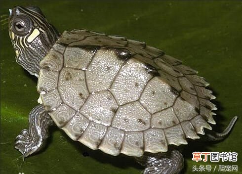乌龟种类大全 乌龟的种类