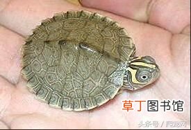 乌龟种类大全 乌龟的种类