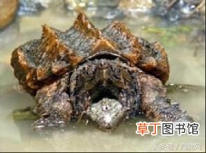 乌龟种类大全 乌龟的种类