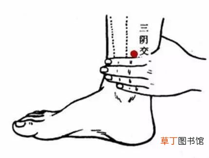 六脉道中医经穴系列——三阴交 三阴交穴位