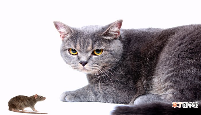 梦见猫捉老鼠并且叼着