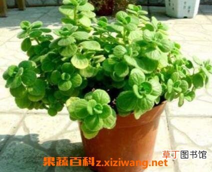 一抹香的养殖方法和注意事项